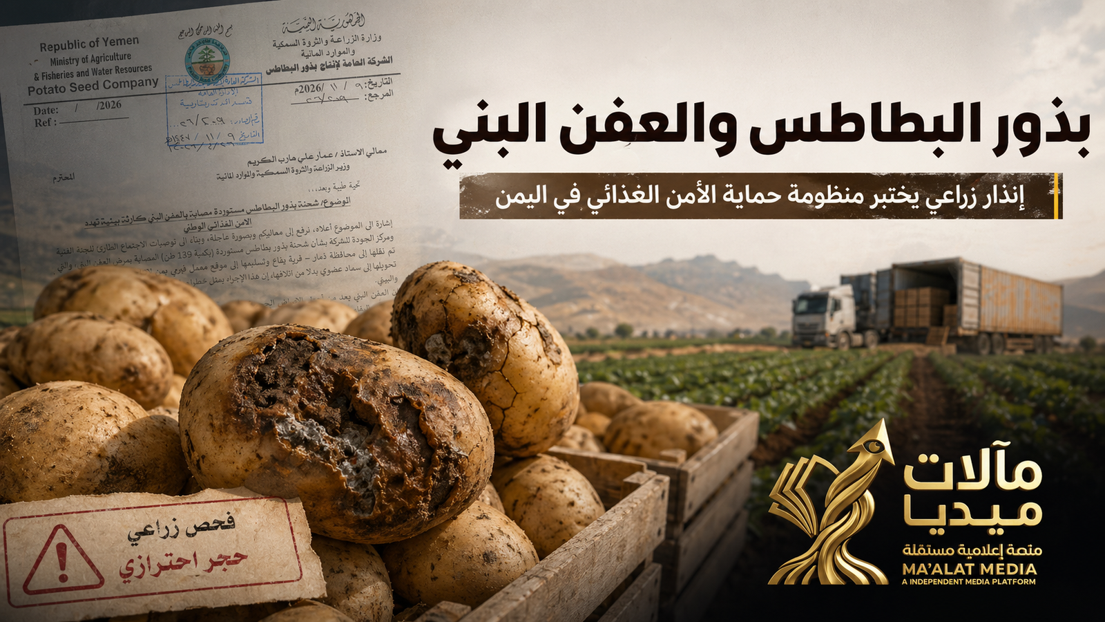 بذور البطاطس والعفن البني: إنذار زراعي يختبر منظومة حماية الأمن الغذائي في اليمن